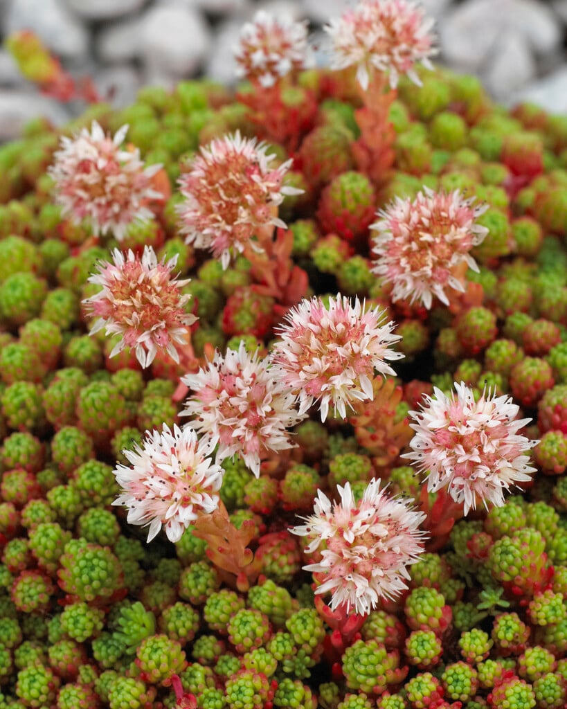 least stonecrop