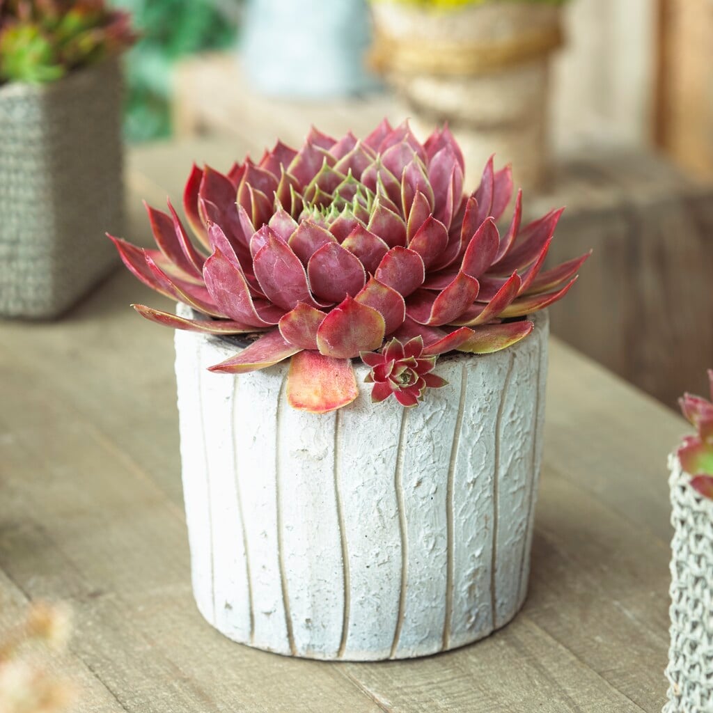 <i>Sempervivum</i> 'Lipari'