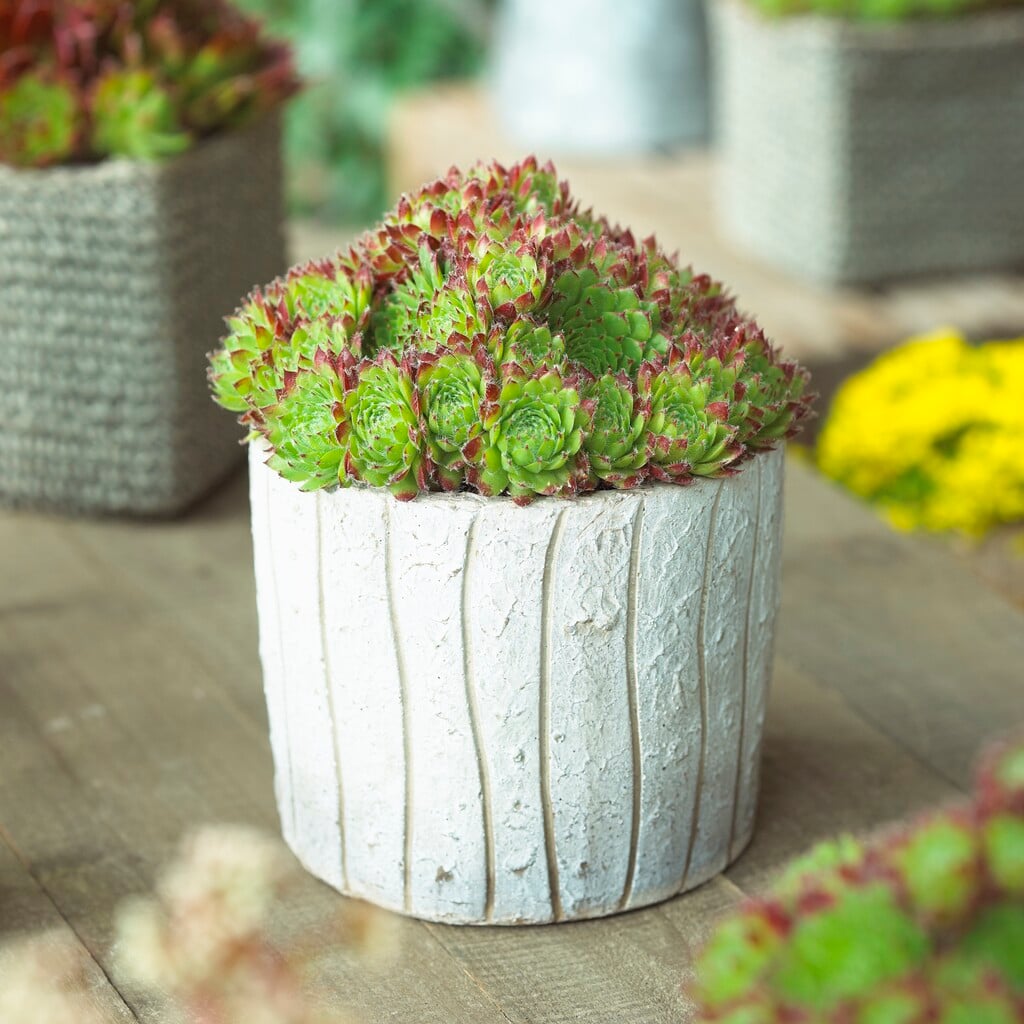 <i>Sempervivum</i> 'Ornatum'