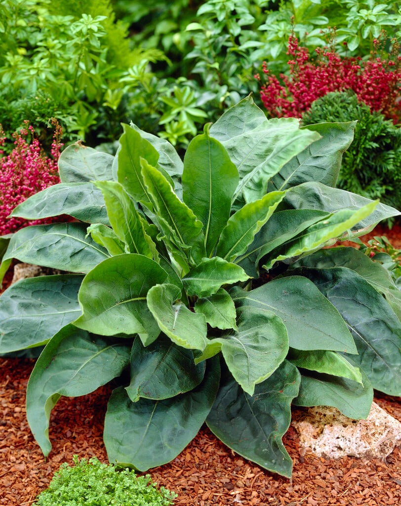 <i>Pulmonaria</i> <i>mollis</i>
