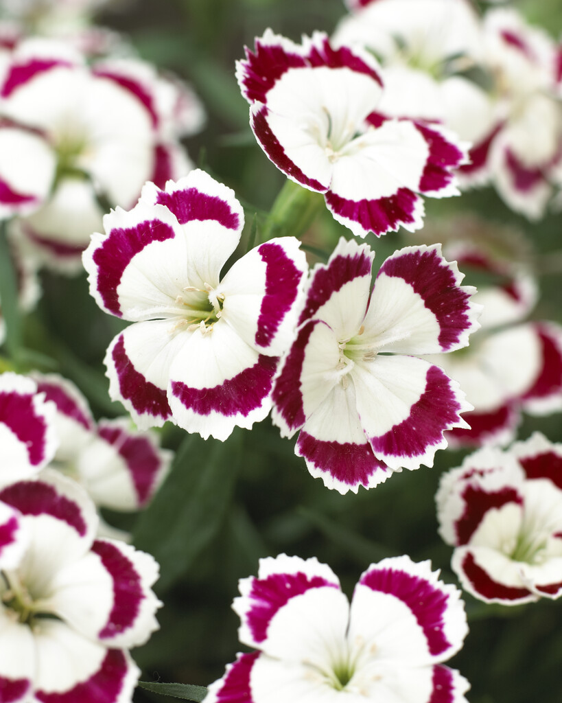 <i>Dianthus</i> 'Olivia' (pf)