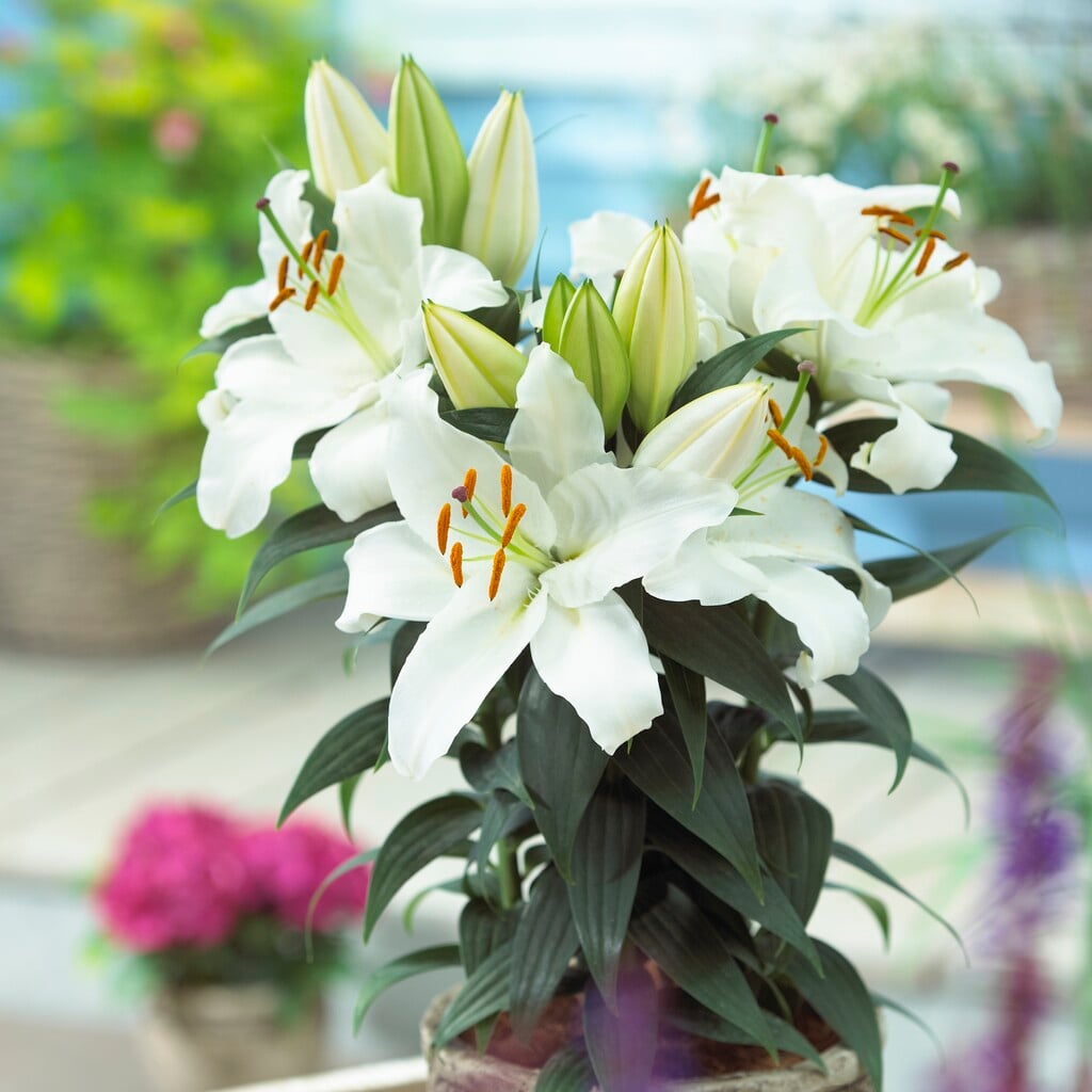 lily 'Coldplay'