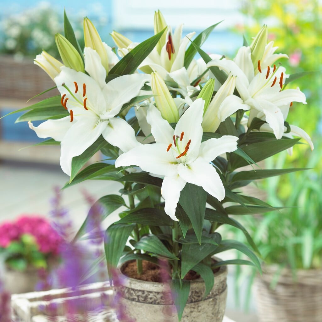lily 'Coldplay'