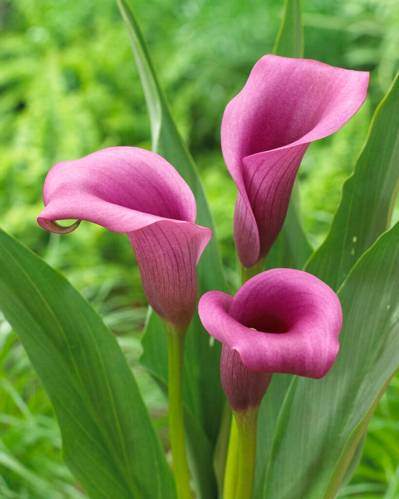 Zantedeschia &Paco&PBR Bedding/RHS Gardening