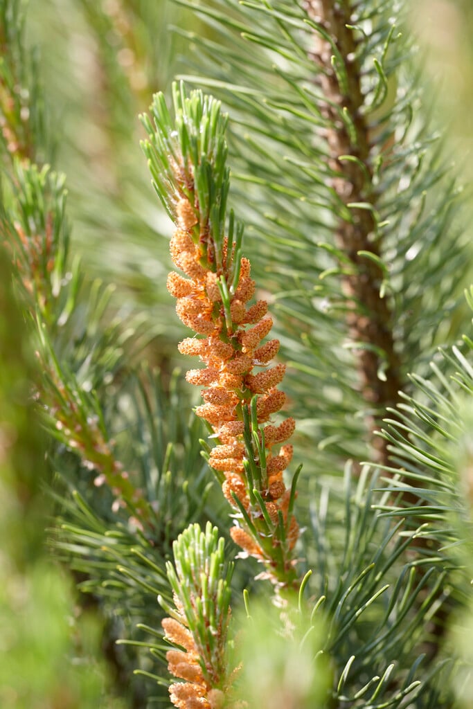dwarf mountain pine Pumilio Group