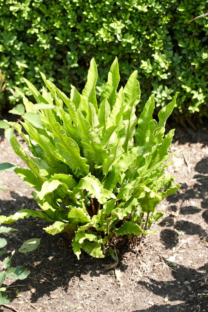 Asplenium scolopendrium 'Angustatum'