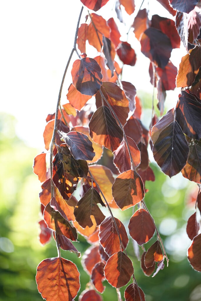 beech 'Purpurea Pendula'