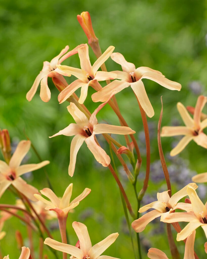 corn lily 'Eos'