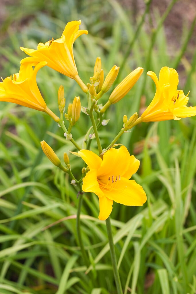 daylily 'Aten'