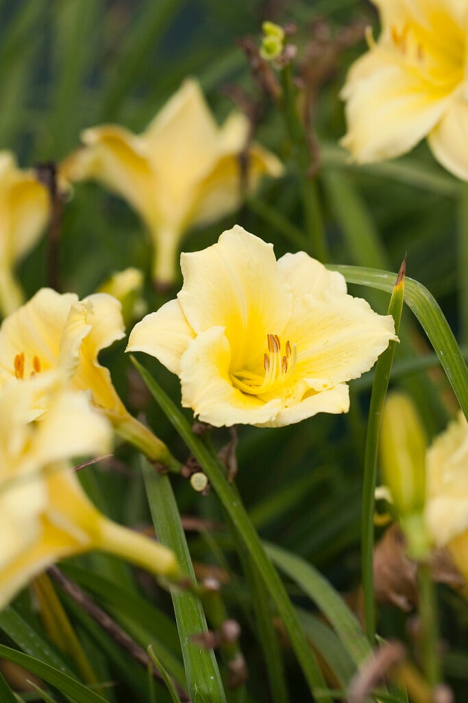 <i>Hemerocallis</i> 'Fragrant Returns'