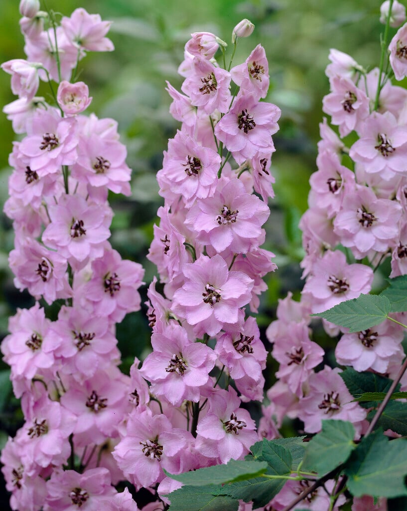 delphinium 'Pink'