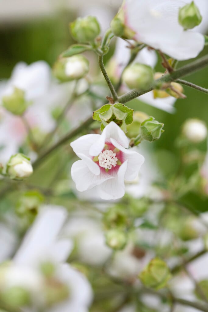 mallow 'Frederique'