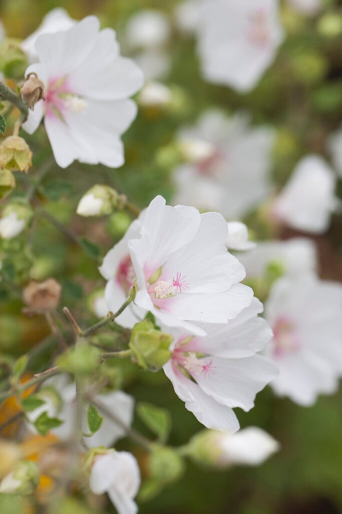 mallow 'Frederique'