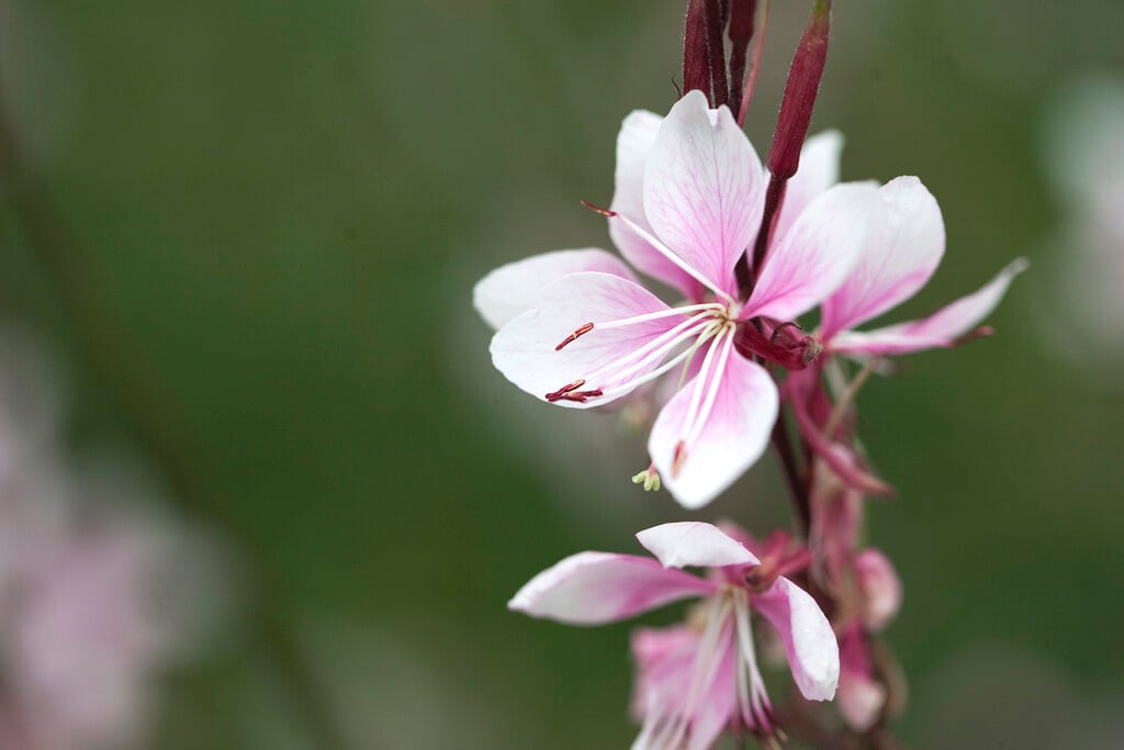 gaura [Cherry Brandy]