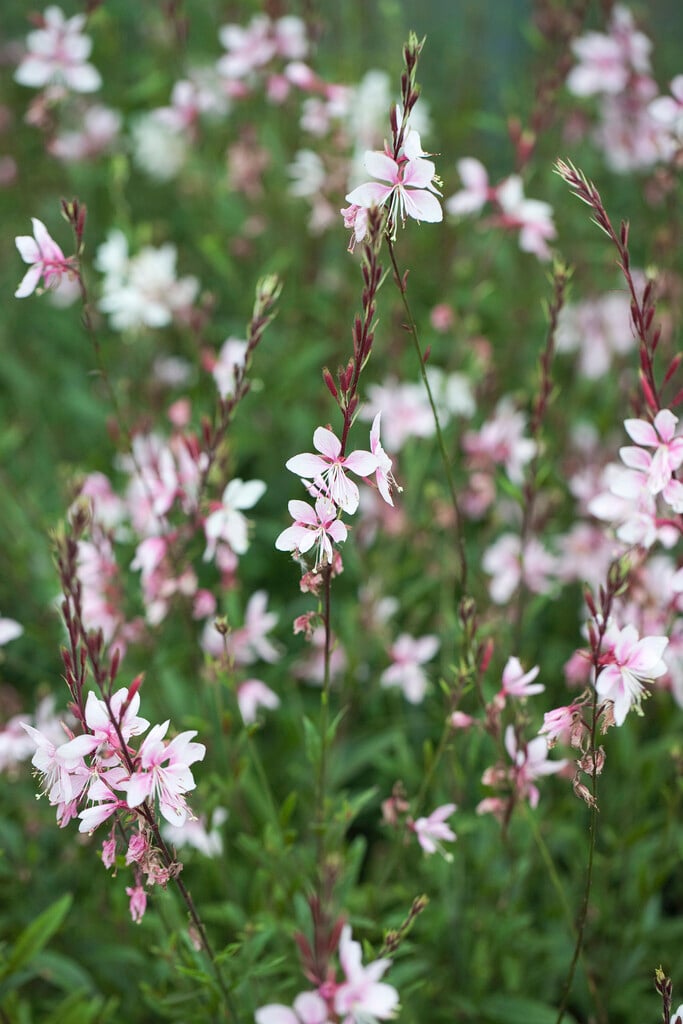 gaura [Cherry Brandy]