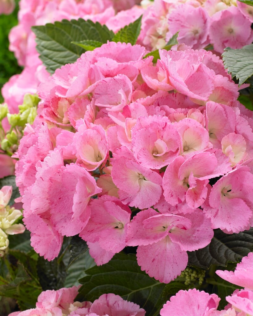 hydrangea 'Sweet Fantasy'