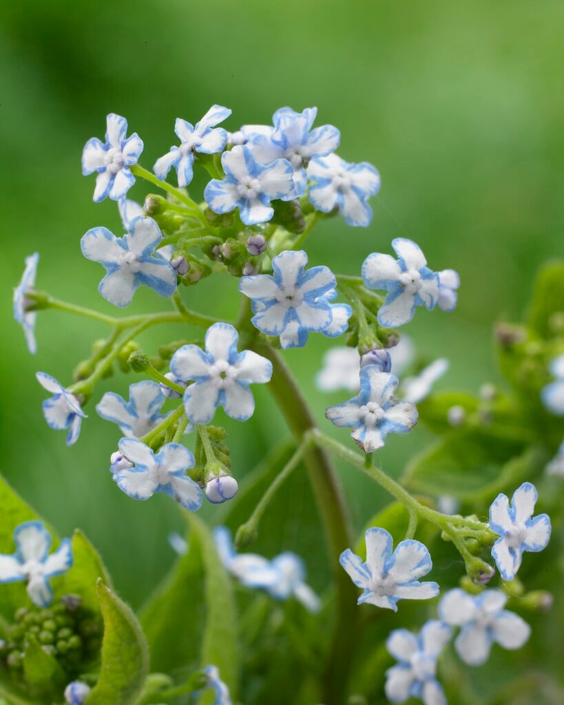 Siberian bugloss 'Jennifer'