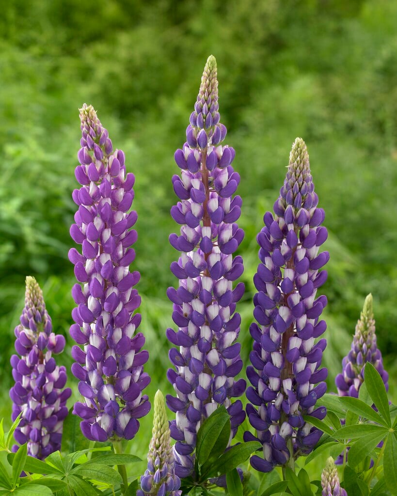 <i>Lupinus</i> 'Purple Swirl'