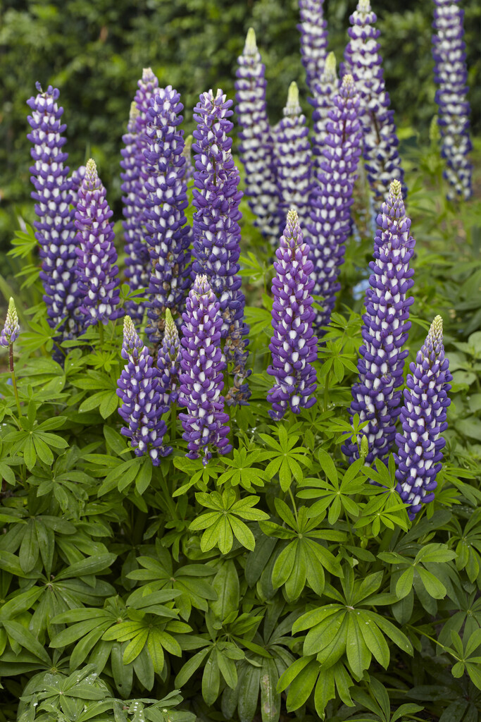 <i>Lupinus</i> 'Purple Swirl'