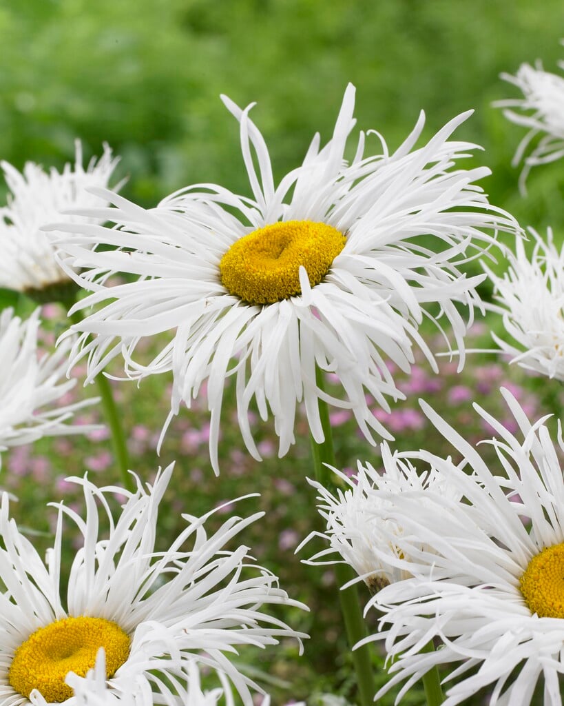 <em>Leucanthemum</em> × <em>superbum</em> 'Shapcott Gossamer'