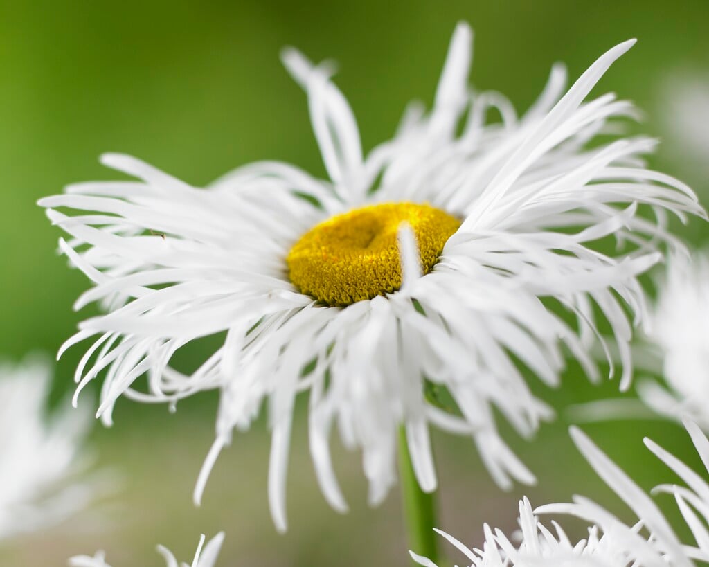 <em>Leucanthemum</em> × <em>superbum</em> 'Shapcott Gossamer'