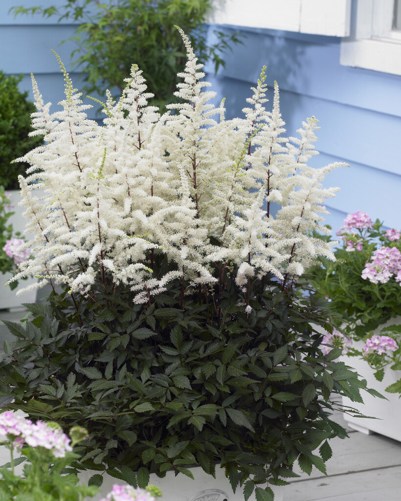 astilbe 'Cappuccino'