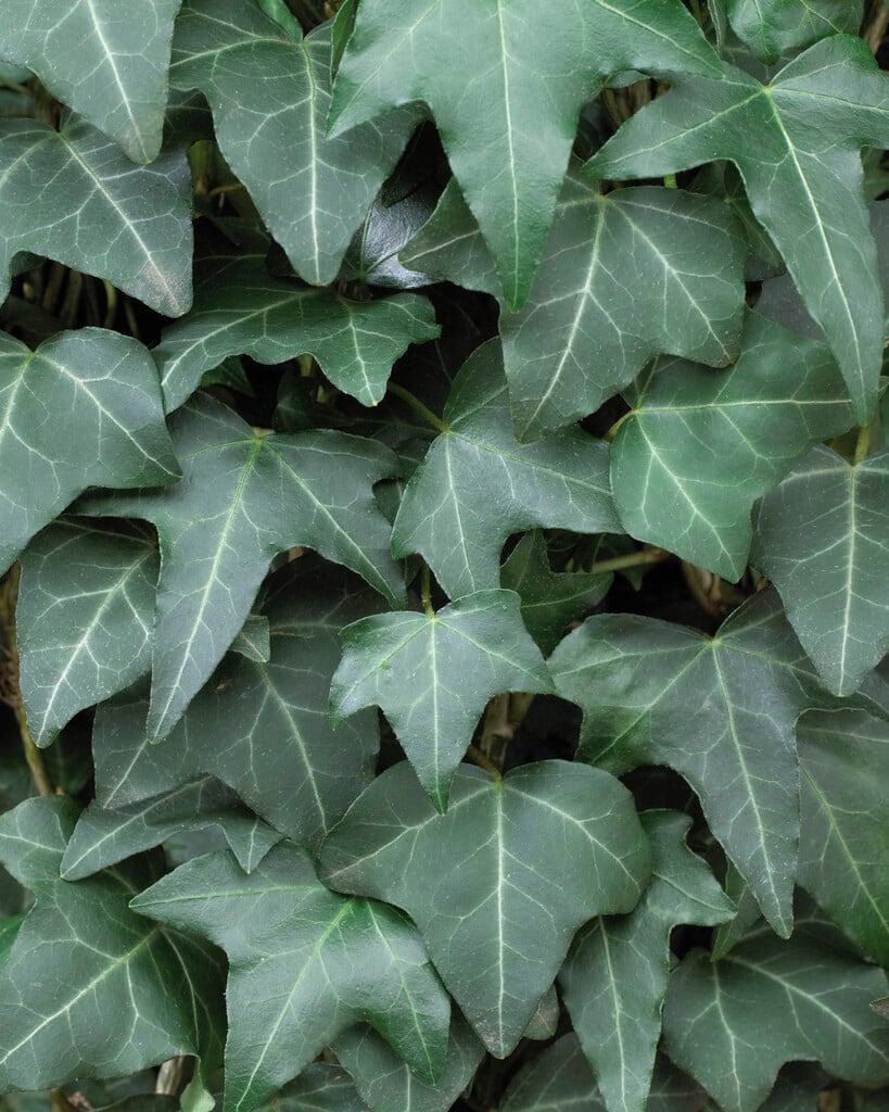 Hedera helix
