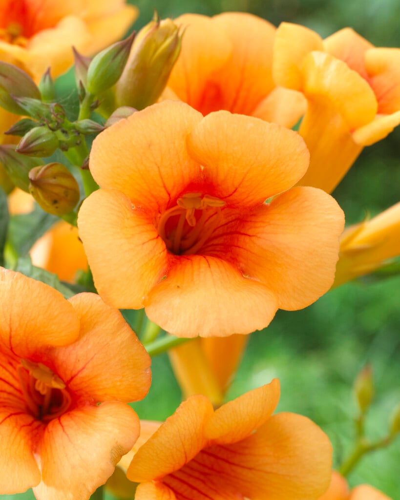 trumpet creeper [Indian Summer]