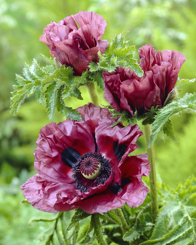 oriental poppy 'Patty's Plum'