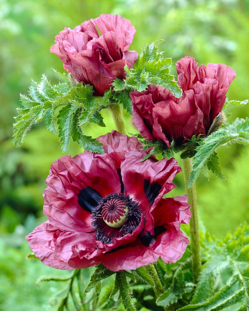 oriental poppy 'Patty's Plum'