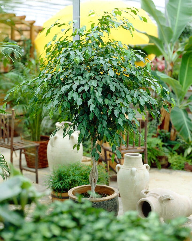 weeping fig