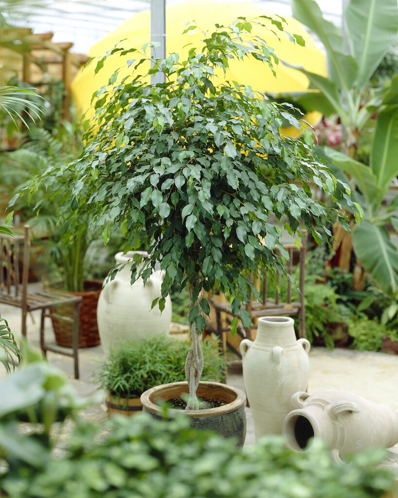 weeping fig