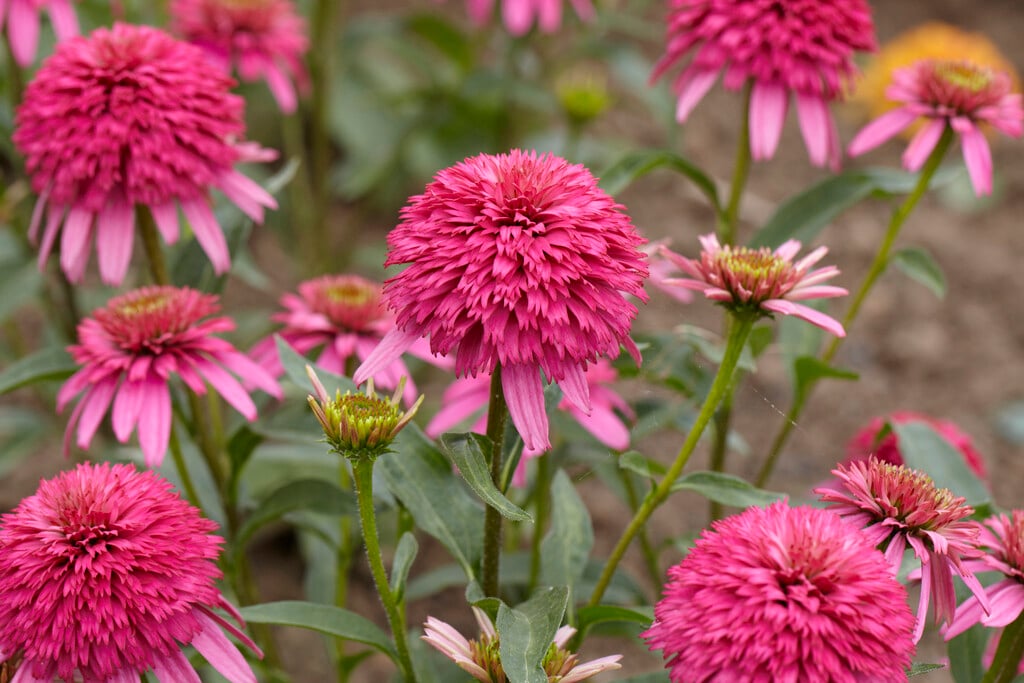 coneflower [Piccolino]