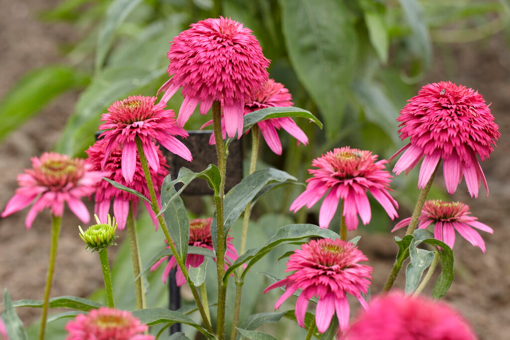 coneflower [Piccolino]