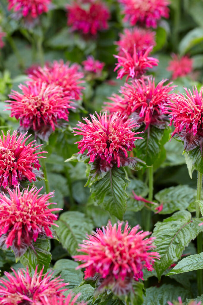 bergamot 'Mahogany'