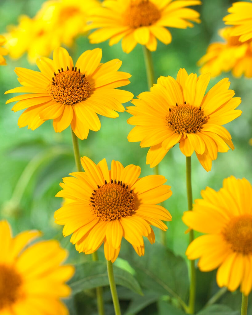 <em>Heliopsis</em> <em>helianthoides</em> 'Tuscan Sun'<sup>PBR</sup>