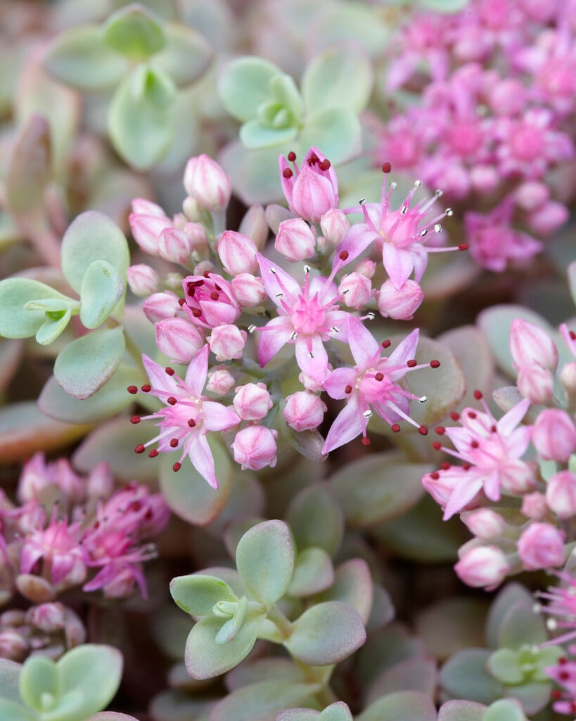 cliff-dwelling stonecrop 'Lidakense'