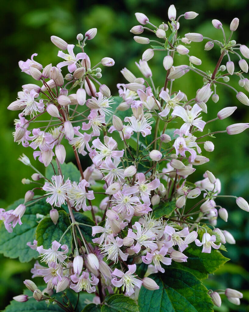 clematis 'Mrs Robert Brydon'