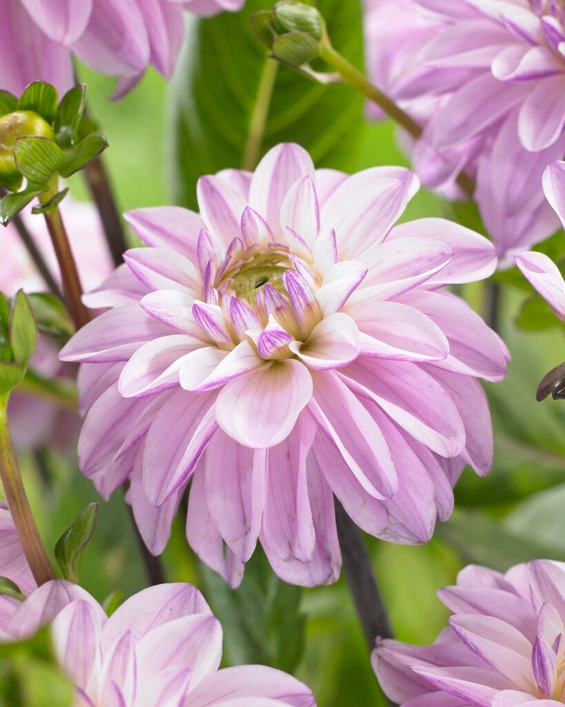 <i>Dahlia</i> 'Sweet Surprise' (D)