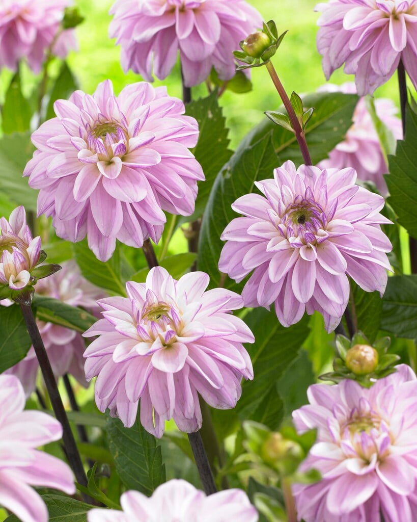 <i>Dahlia</i> 'Sweet Surprise' (D)