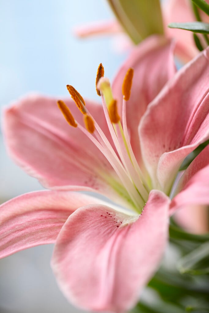 lily 'Foxtrot'