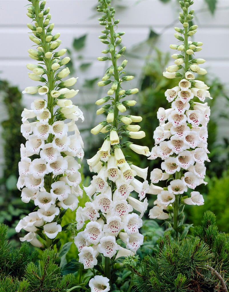Digitalis purpurea f. albiflora whiteflowered foxglove Annual