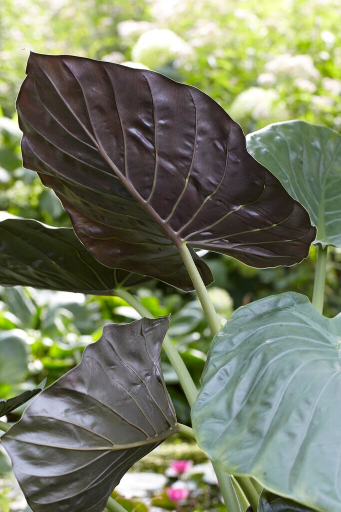 hardy elephant's ear plant