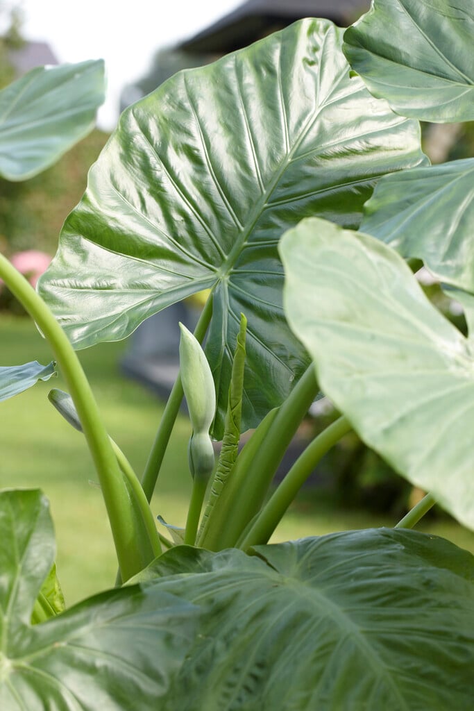 <em>Alocasia</em> <em>odora</em>