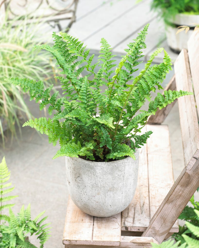 male fern 'Barnesii'