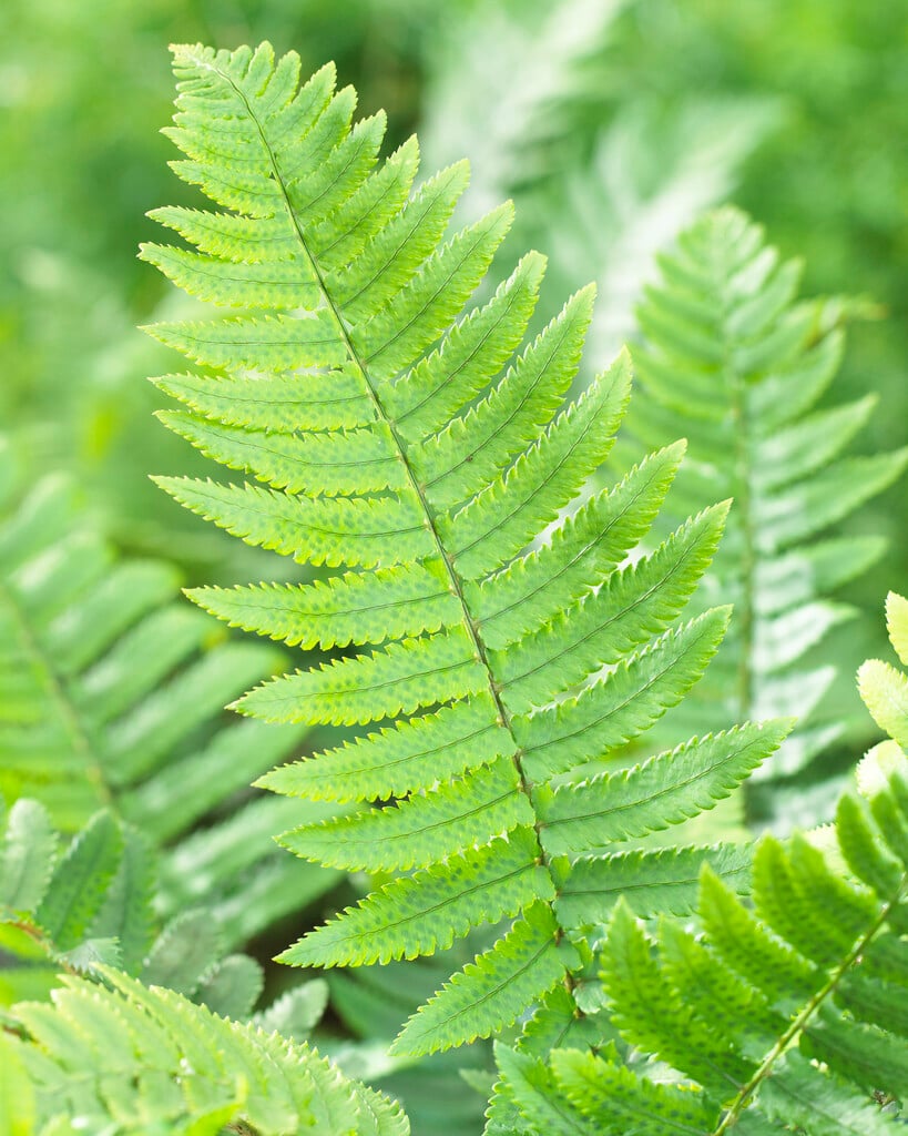 shaggy shield fern