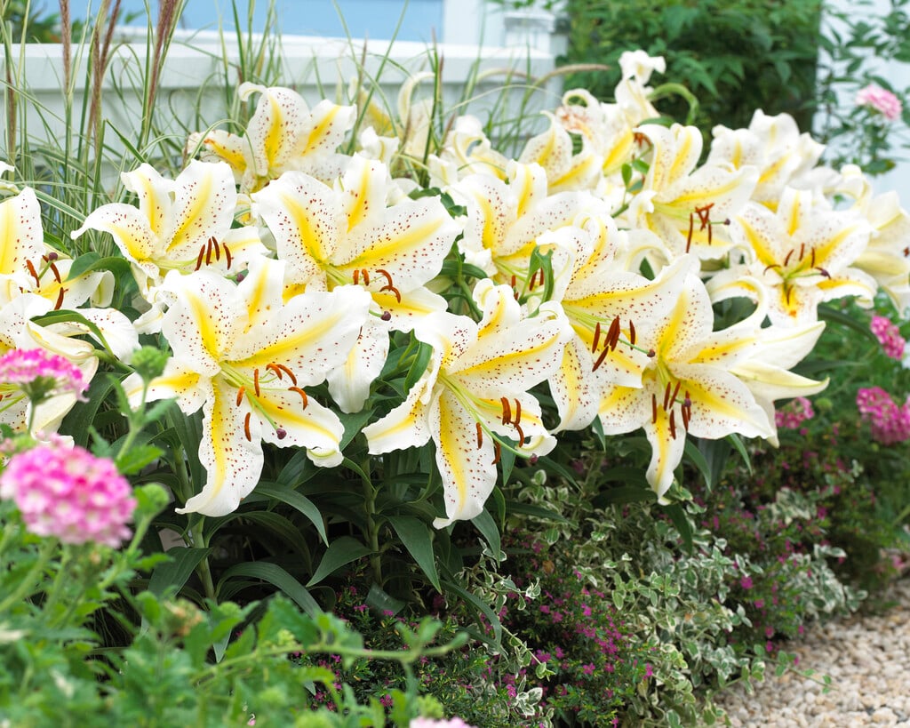 broad-leaved golden rayed lily of Japan