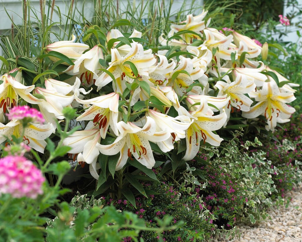 lily 'Garden Party'