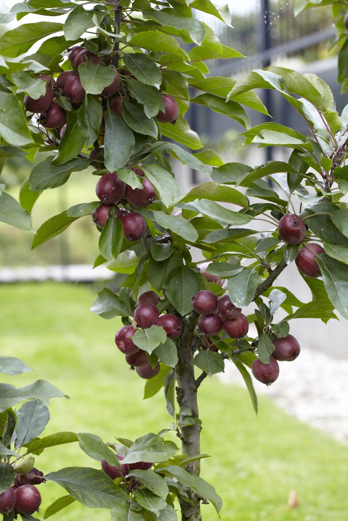 apple 'Sunlight'