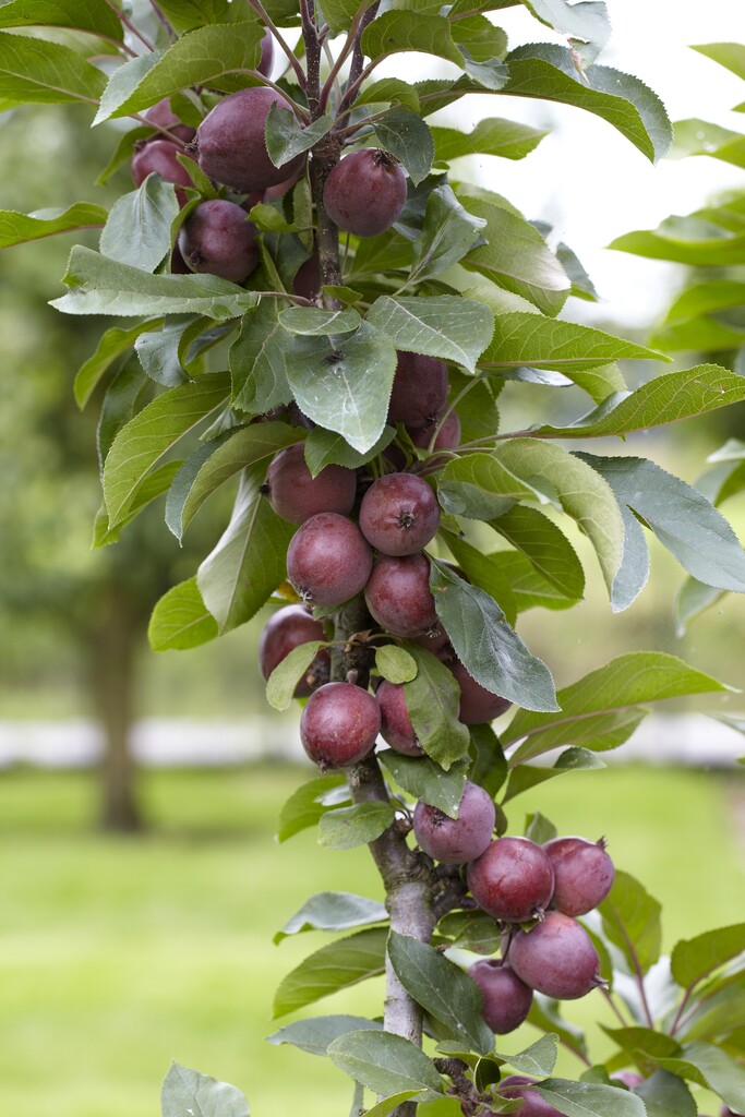 apple 'Sunlight'